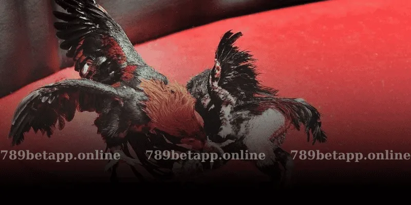 Các Loại Trận Đấu Đá Gà 789BET