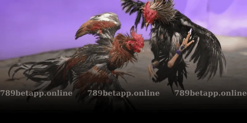 Giới Thiệu Chung Về Đá Gà 789BET