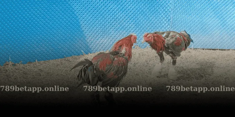 Khuyến Mãi Dành Riêng Đá Gà 789BET